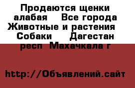 Продаются щенки алабая  - Все города Животные и растения » Собаки   . Дагестан респ.,Махачкала г.